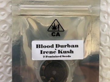 Auction: (AUCTION) Blood Durban x Irene Kush from CSI Humboldt