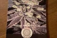 Selling: MGM Genetics - Original Head-Banger - Regs x10