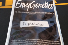 Providing ($): Envy Genetics- Pop Walker