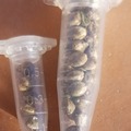 Providing ($): Bulk - Charlottes Web x Chocolate Thai - 100 Seeds