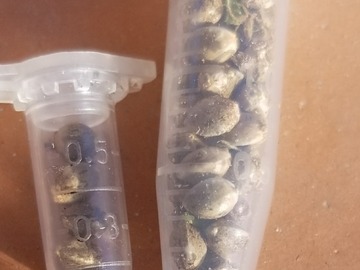 Providing ($): Bulk - Denali Skunk x 3 lil Birds CBD - 100 Seeds