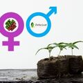 Selling: Plant Sex Test Kits