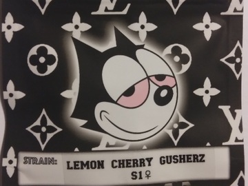 Vente: Lemon Cherry Gusherz S1 Copycat Genetics Fems