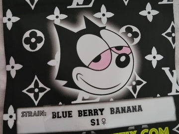 Sell: Blue Berry Banana S1 Copycat Genetics Fems