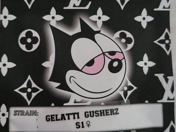 Venta: Gelatti Gusherz S1 Copycat Genetics Clone Only Fems