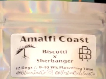 Selling: Amalfi Coast by Bloom Seed Co/BostonRoots Seed Co