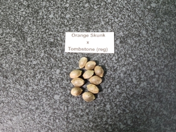 Providing ($): Orange Skunk x Tombstone (10 reg seeds)