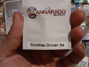 Proposer ($): CANNARADO SUNDAE DRIVER BX (sold out )