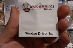 Vente: CANNARADO SUNDAE DRIVER BX (sold out )