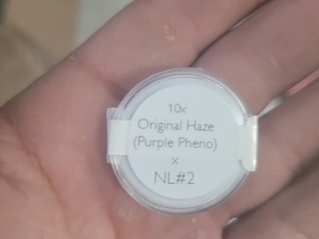 Vente: Original Haze (Purple Phenotype)  ♀ x Northern Lights #2  ♂