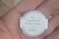 Vente: Original Haze (Purple Phenotype)  ♀ x Northern Lights #2  ♂