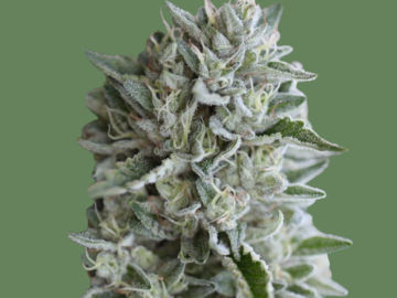 Selling: VANILLA FROSTING (feminized) Humboldt Seed Co