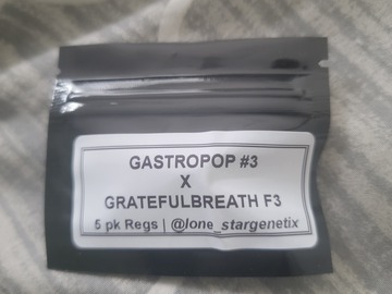 Selling: Lonestar genetics gastro pop #3 x gratefulbreath f3
