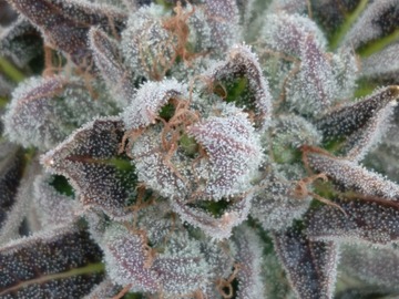 Proposer ($): Purple Fruit Gas [Reg] by Mt Zion Seed Coop