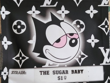 Sell: The Sugar Baby S1  Copycat Genetics Fems Original