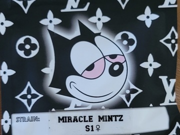 Vente: Miracle Mintz S1 (Cap Junky) Bean Basement Copycat Genetics Fems