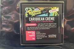 Providing ($): Solfire- Caribbean Cream