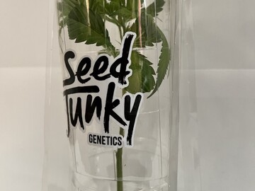 Providing ($): Seed Junky Genetics - Jealousy F3 - Breeder Cut