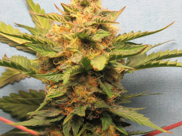 Providing ($): %SALE% Bubba Cheese Auto Fem pack of 15 seeds %SALE%