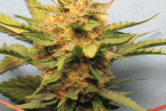 Bubba Cheese Auto Fem pack of 8 seeds