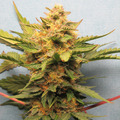 Vente: Bubba Cheese Auto Fem pack of 8 seeds