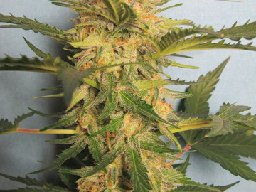 Proposer ($): Syrup Auto Fem pack of 7 seeds