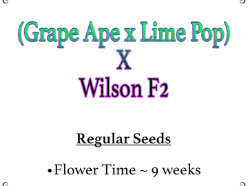 Vente: (Grape Ape x Lime Pop) X Wilson F2