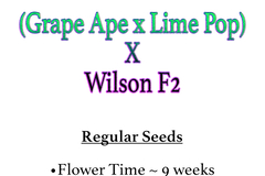 Venta: (Grape Ape x Lime Pop) X Wilson F2