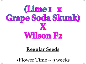 Vente: (Lime 1 x Grape Soda Skunk) X Wilson F2