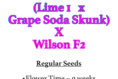Selling: (Lime 1 x Grape Soda Skunk) X Wilson F2