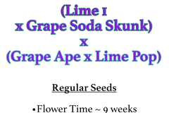 Venta: (Lime 1 x Grape Soda Skunk) x (Grape Ape x Lime Pop)