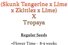 Selling: (Skunk Tangerine x Lime x Zkittlez x Lime) x Tropaya