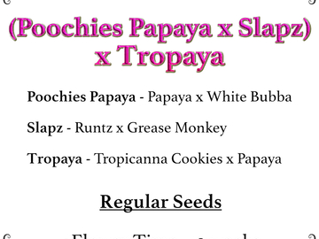 Selling: (Poochies Papaya x Slapz) x Tropaya F1