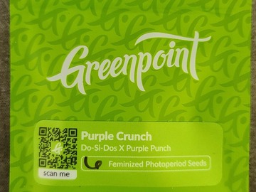 Providing ($): Greenpoint - Purple Crunch (Do-Si-Dos x Purple Punch)