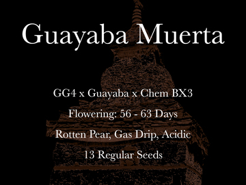 Providing ($): Guayaba Muerta