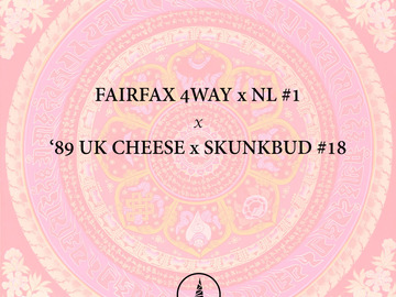 Vente: '95 Fairfax 4Way x Northern Lights #1 x 89 UK Cheese x Skunkbud