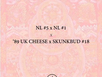Venta: Northern Lights #5 x NL #1 x 89 UK Cheese x Skunkbud