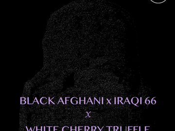 Selling: Black Afghani x Iraqi 66 x White Cherry Truffle