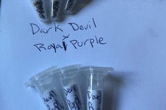 Providing ($): Auto - dark devil x royal purple