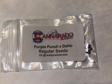 Selling: Purple Punch x DoHo by Cannarado