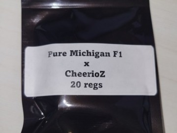 Providing ($): Pure Michigan F1 x CheerioZ - 20 Reg Seeds