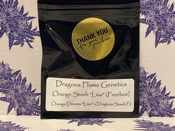 Providing ($): Orange Stash “LISA” by Dragons Flame Genetics