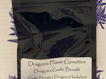 Providing ($): Dragons Garlic Breath by Dragons Flame Genetics