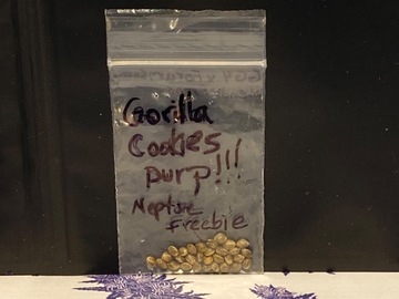 Providing ($): Gorilla Cookies Purp by Sunken Treasure Seeds