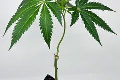 Providing ($): G13 Haze - Farm fresh! Large aeroponic clone rooted in 2" pot