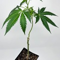 Providing ($): G13 Haze - Farm fresh! Large aeroponic clone rooted in 2" pot