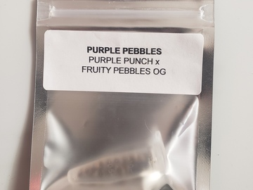 Providing ($): Purple Pebbles - purple punch x fruity pebbles og f2