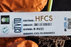 Providing ($): HFCS (Fullmoon/Cltvtd Cut w/ Tag | Free Shipping!)