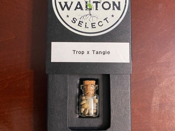 Providing ($): Tropicanna Cookies x Tangie by Walton Select