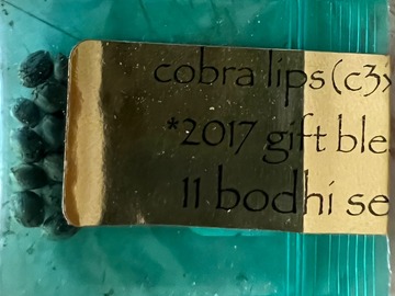 Selling: Bodhi - Cobra Lips